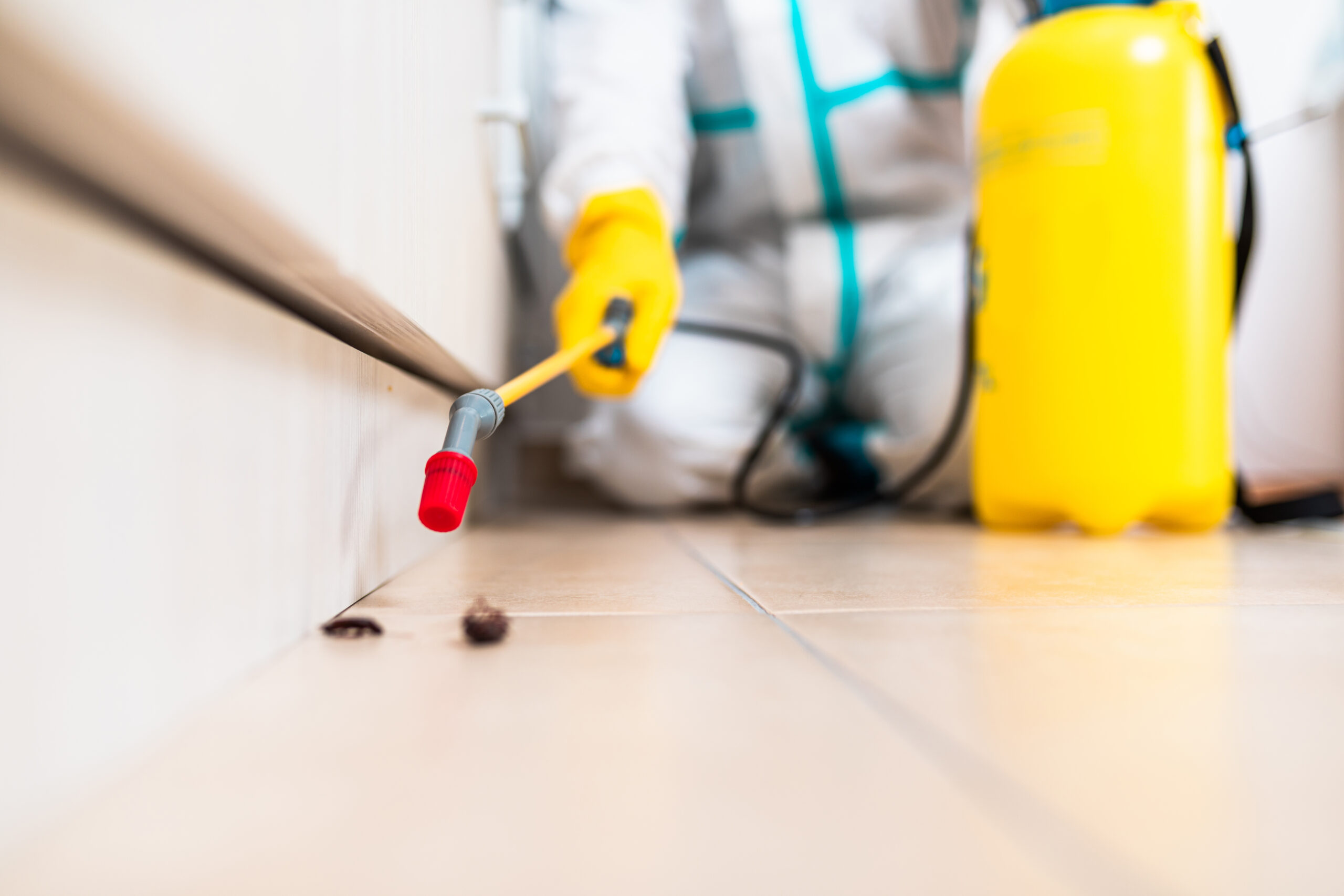 Pest Inspections Boca Raton